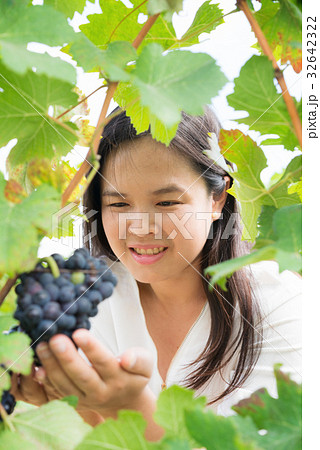 Vineyard worker checking wine grapes in vineyard 32642322