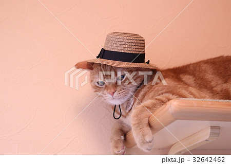 帽子猫 32642462