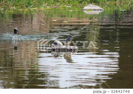 ゴイサギ 32642749