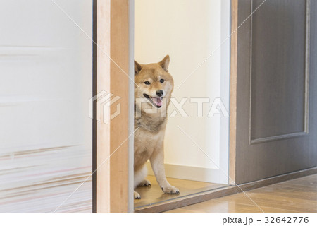 笑顔で覗き見する柴犬 笑顔で覗き見する柴犬 32642776