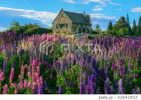 Church of the Good Shepherd and Lupine Field, Lake Tekapo Church of the Good Shepherd and Lupine Field, Lake Tekapo 32642932