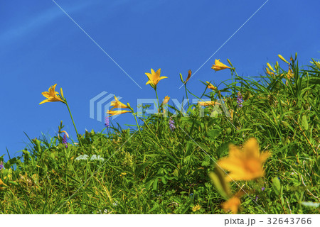 青空とニッコウキスゲ（ゼンテイカ）馬のたてがみ 32643766