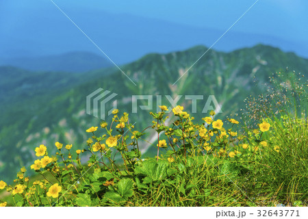 ニッコウキスゲ（ゼンテイカ）と白山釈迦岳 32643771