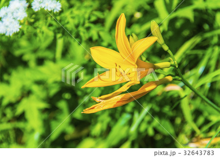 ニッコウキスゲ（ゼンテイカ） 32643783