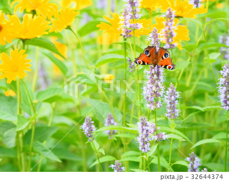 美しいクジャクチョウ 美しいクジャクチョウ 32644374