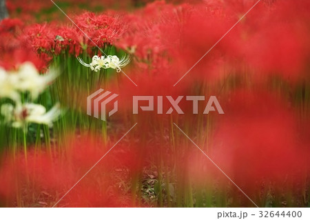 ヒガンバナ ヒガンバナ 32644400