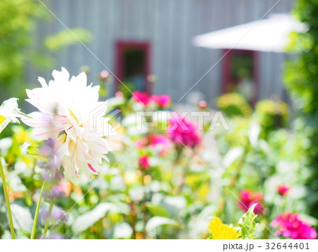 イングリッシュガーデンの素敵なダリア イングリッシュガーデンの素敵なダリア 32644401