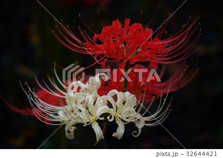 ヒガンバナ 32644421