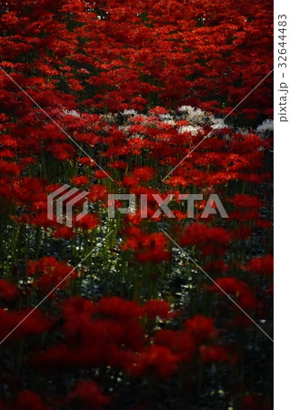 ヒガンバナ ヒガンバナ 32644483