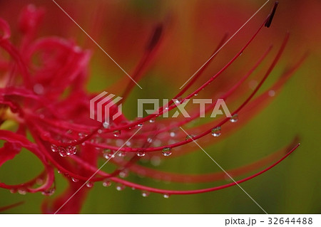 ヒガンバナ 32644488