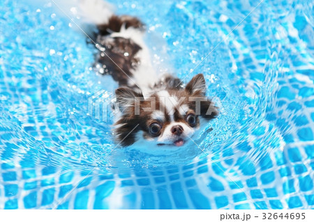 プールで泳ぐ犬 プールで泳ぐ犬 32644695