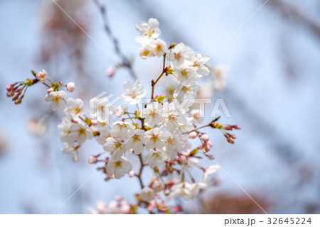 Japanese cherry blossom or Sakura flower 32645224