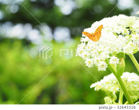 ヒョウモンチョウ ヒョウモンチョウ 32645316