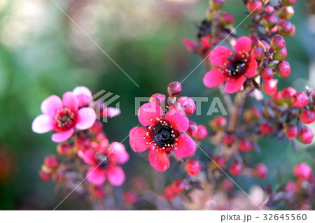 ギョリュウバイ(御柳梅) ギョリュウバイ(御柳梅) 32645560