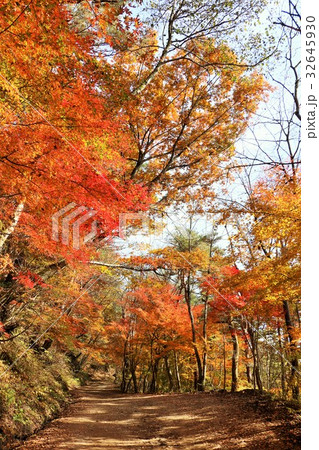 秋を彩る森の風景 32645930