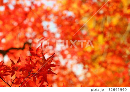 秋の紅葉 32645940