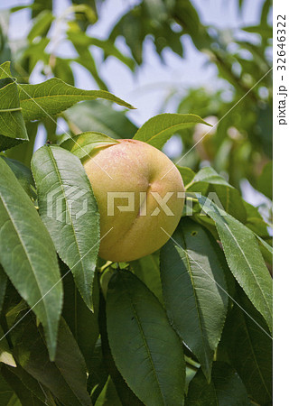 ももの実 木になっている桃の実の写真素材 [32646322] - PIXTA