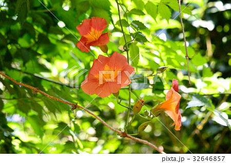 ノーゼンカズラの華やかな花咲く 32646857