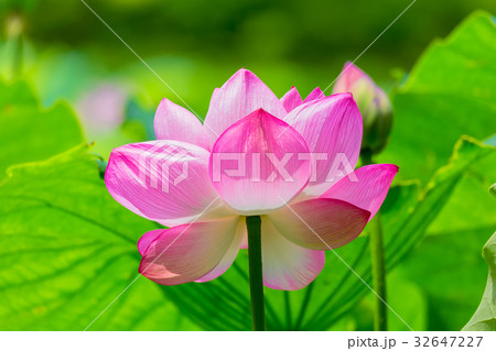 蓮の花　横浜 32647227