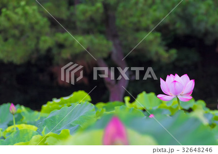 蓮の花 32648246