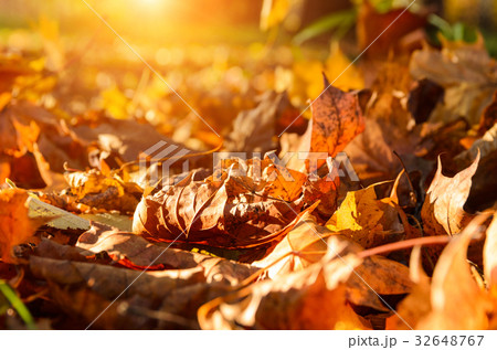 fallen leaves in autumn forest 32648767
