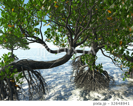 Red mangroves on Florida coast 3d rendering 32648941