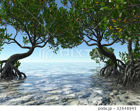Red mangroves on Florida coast 3d rendering 32648943