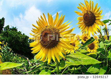 向日葵 32649217