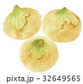 野菜のイラスト　タマネギ　手描き 32649565