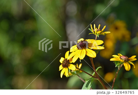 ルドベキア・タカオ 32649765