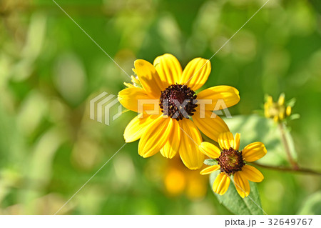 ルドベキア・タカオ 32649767