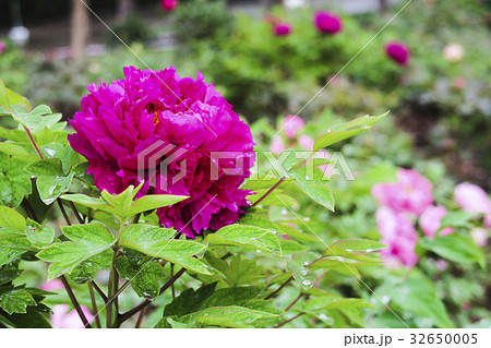 自然 天然 ナチュラル 32650005