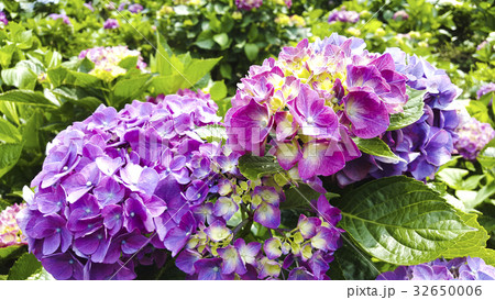 花 フラワー お花 32650006