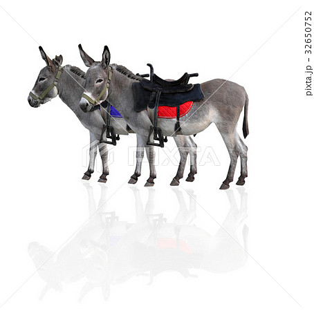 two donkey 32650752