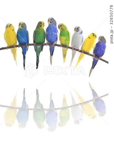 budgerigars australian parakeets budgerigars australian parakeets 32650776