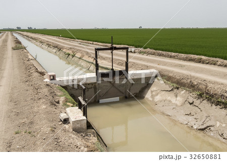 Irrigated rice plantation 32650881