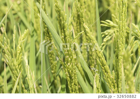 Unripe rice plantation Unripe rice plantation 32650882