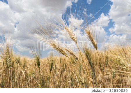 Harvest of ripe wheat 32650886