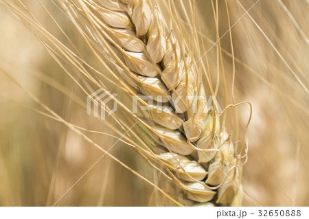 Harvest of ripe wheat, golden spike Harvest of ripe wheat, golden spike 32650888