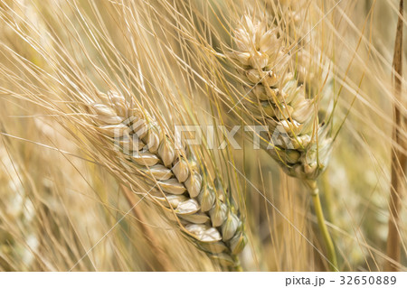 Harvest of ripe wheat, golden spike Harvest of ripe wheat, golden spike 32650889