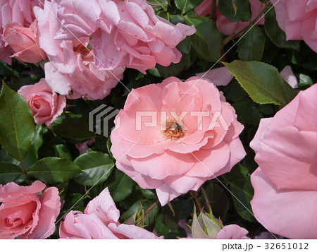 薔薇と蜂 32651012