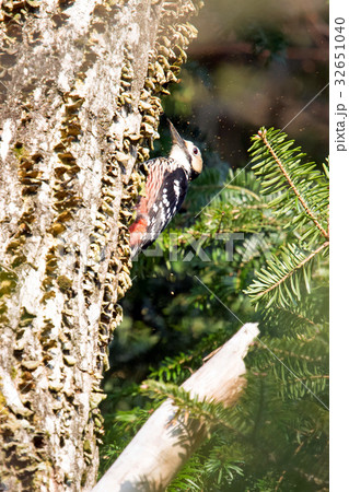 オオアカゲラ～木を突いている～ 32651040