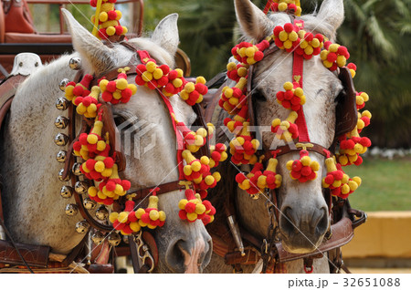 Horses decked in fair Horses decked in fair 32651088