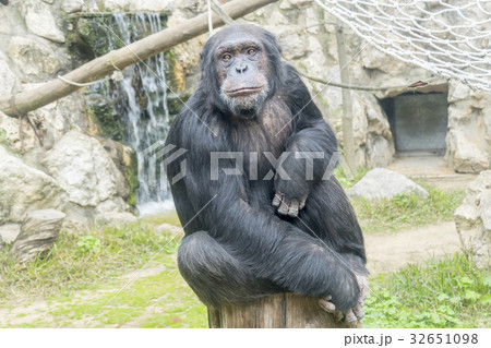 Chimpanzee, Pan troglodytes, Pan paniscus 32651098