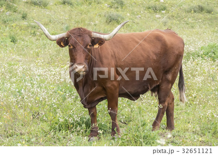 Bull in a flowery meadow 32651121