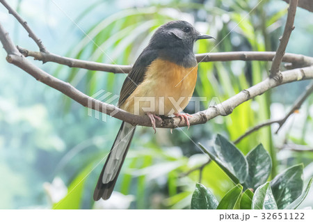 White-Rumped Shama in a branch, Turdidae 32651122