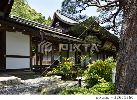 松尾大社 山吹 松尾大社 山吹 32651266