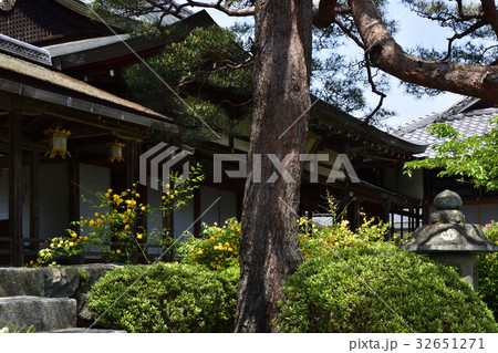 松尾大社 山吹 松尾大社 山吹 32651271