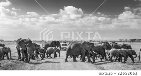 Herd of big wild elephants crossing dirt roadi in 32652063