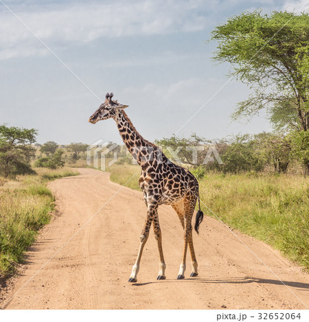 Solitary giraffe in Amboseli national park, Kenya. Solitary giraffe in Amboseli national park, Kenya. 32652064